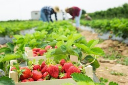 Crate full of freshly picked red strawberries standing at farm field, farmers picking berries on background