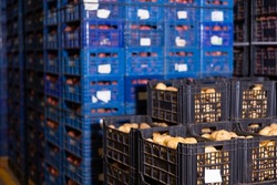 Fresh selected potatoes in crates stacked in vegetable warehouse.