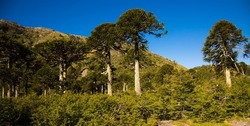 Mixed forest at slopes of Andes mountains, Patagonia, Chile, Argentina, South America