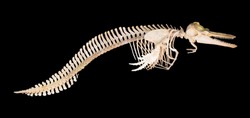 Skeleton of dolphin. Isolated over black background
