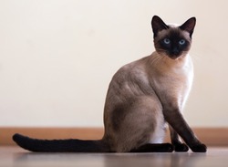 Sitting  and looking Siamese cat on  floor