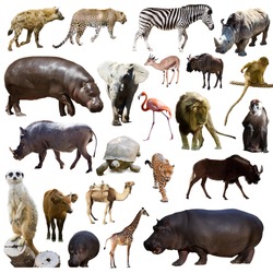 Set of hippopotamus  and other African animals. Isolated over white