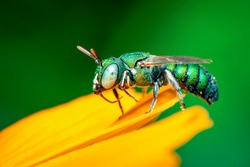 Image of cuckoo wasp (Chrysididae) on yellow flower on a natural background. Insect. Animal.