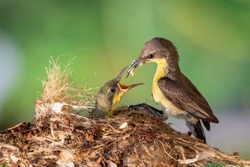Purple Sunbird (Female) feeding baby bird in the bird's nest. Bird.