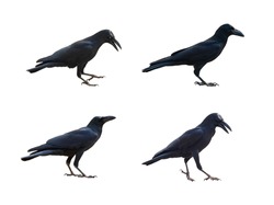 Image of crows isolated on white background. Birds. Wild Animals.