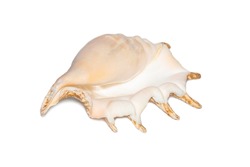 Image of spider conch seashell (lambis truncata) on a white background. Sea shells. Undersea Animals.