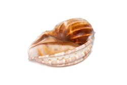 Image of harpaconoidalis conch seashell on a white background. Sea shells. Undersea Animals.