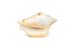 Image of seashells humped conch (Gibberulus gibbosus) on a white background. Undersea Animals. Sea Shells.