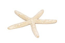 Image of white finger starfish isolated on white background. Sea stars. Undersea Animals. Sea Shells.