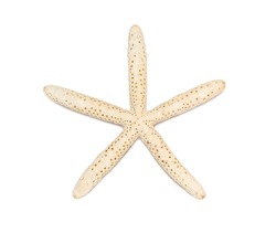 Image of white finger starfish isolated on white background. Sea stars. Undersea Animals. Sea Shells.