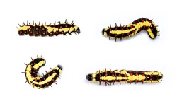 Group of caterpillars of common mime isolated on white background. Animal. Worm. Insect.