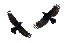 Image of black crow flying on white background. Animal. Black Bird.