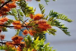 Grevillea robusta, or Silky oak tree in blossom at springtime