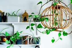 Hanging and on the shelves indoor plants. Interior white, bright and airy home.