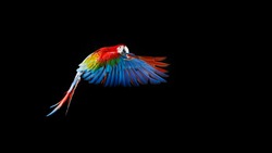 Beautiful colourful parrot, Flying Ara on a dark background