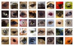 Closeup macro collage of animal eyes from many different species
