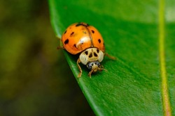 Invasive species Asian ladybeetle crawling on forest floor
