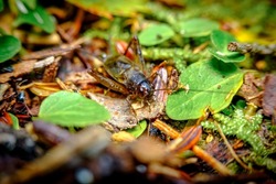 Macro closeup cricket in natural woodland habitat in NJ