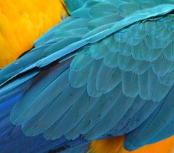colorful parrots feathers