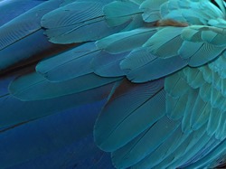 Beautiful Parrot Feathers
