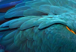 Beautiful Flight Feathers of a Blue and Gold Macaw. Parrot 