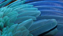 Blue and Gold Macaw wing feathers isolated. parrots
