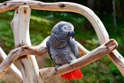 Parrot. African Grey Parrot