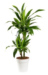 Ornamental potted Dracaena janet craig, Dragon plant or Water Stick Plant with striped green sword-shaped glossy leaves in a side view isolated on white