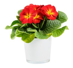 Red and yellow potted Primrose or Primula plant with fresh green foliage in a side view on white, a popular spring and summer houseplant