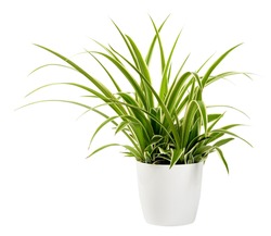 Sword-like ornamental leaves of a potted Chlorophytum laxum plant with green and white variegated margins in a close up side view isolated on white