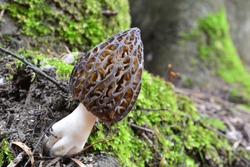 One single nice and healthy specimen of Morchella conica or Black Morel mushroom, grew up next to a beech tree covered with moss