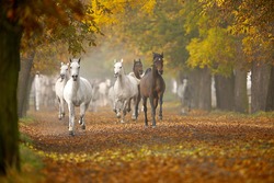 horses in autumn