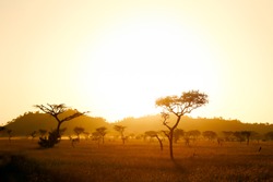 Sun rise on the africa savannah