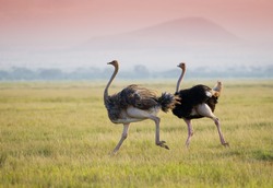 Ostrich on the african savannah