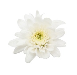 white flower isolated on white background
