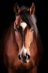 frontal portrait of a brown horse with a white spot on the face made in studio light on a black background