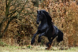 black frieze breed horse frolic in the wild