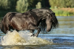 black frieze breed horse enjoys swimming in the river in summer