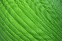 Abstract and close-up of green leaf elements of design