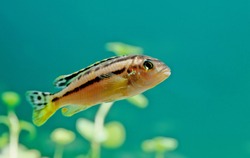 Melanochromis auratus, the auratus cichlid, is a freshwater fish of the cichlid family.