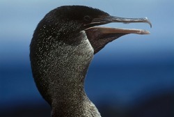 The flightless cormorant (Nannopterum harrisi), also known as the Galapagos cormorant, is a cormorant endemic to the Galapagos Islands, and an example of the highly unusual fauna there.