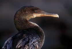 The flightless cormorant (Nannopterum harrisi), also known as the Galapagos cormorant, is a cormorant endemic to the Galapagos Islands, and an example of the highly unusual fauna there.