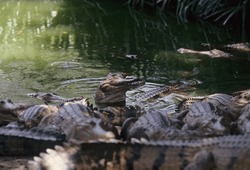 The freshwater crocodile Crocodylus johnstoni), also known as the Australian freshwater crocodile, Johnstone's crocodile or the freshie, is a species of crocodile endemic to the northern regions.