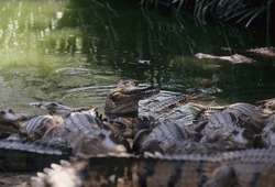 The freshwater crocodile (Crocodylus johnstoni), known as the Australian freshwater crocodile, Johnstone's crocodile or the freshie, is a species of crocodile endemic to the northern