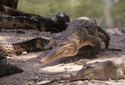 The freshwater crocodile (Crocodylus johnstoni), known as the Australian freshwater crocodile, Johnstone's crocodile or the freshie, is a species of crocodile endemic to the northern