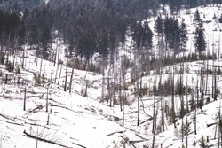 Winter scene of burned trees, remnants of the Sawback Prescribed Burn of 1993, as seen in 2019 along the Bow Valley Parkway in Banff National Park