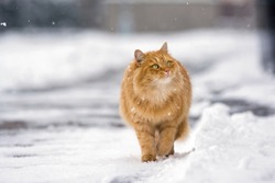 Beautiful ginger cat walking down the snowy street in winter
