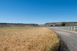 A gravel road and fence line along the side of a golden field of wheat. 