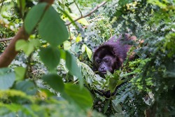 Howler monkey foraging for food in the tree tops of Guanacaste in Costa Rica.