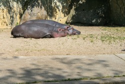 2009.05.07, Prague, Czech Republic. Couple of hippos lying on the sand.